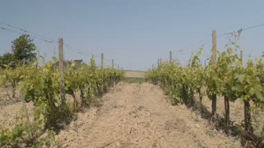Vineyard in Italy