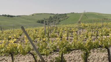 Vineyard in Italy