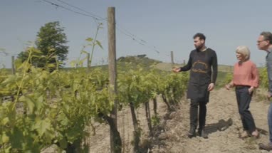 Senior couple visiting vineyard
