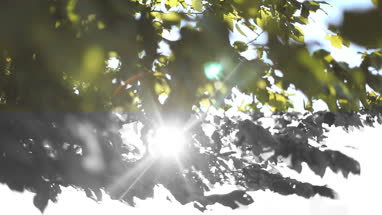 Sun shining through leaves