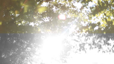 Sun shining through leaves