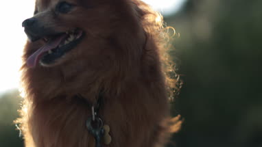 Pomeranian dog outdoors in sunshine