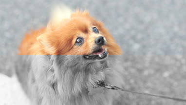 Pomeranian dog on lead 