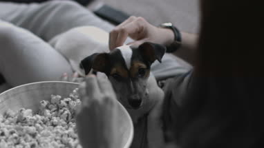 Puppy looking at bowl of popcorn